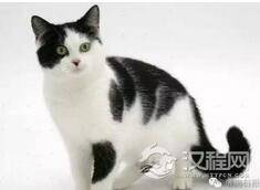 揭秘世上有白背黑肚的猫吗?其中有何奥秘