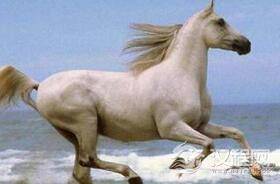 揭秘西游记中白龙马为什么没有成为二师兄