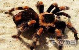 澳大利亚不仅有要命的蛇和蜘蛛还有蜜蜂!