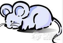 生肖鼠的来历：12生肖中老鼠为什么排第一