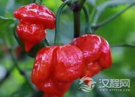 揭秘世界上最贵的辣椒:每公斤35000美刀!