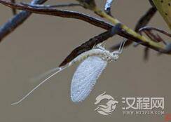 世界上寿命最短的动物揭秘——生命不足24小时