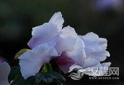 什么?冰清玉洁竟然是是来形容大男人的?