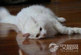 揭秘职业喂猫人究竟是一份怎样的职业？