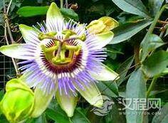 娇艳的日轮花：它才是最危险的“杀人狂魔”