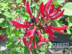 带你领略世界上五种最奇怪的花都是什么