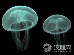 历史揭秘：人类视觉起源竟然与水母有关系!