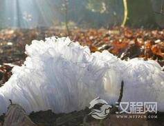 自然界中罕见：腐木竟然长出“发丝冰”