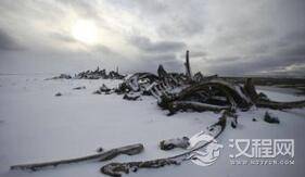 900万年前鲸鱼墓地被发现:鲸鱼均为中毒死亡