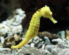 揭秘动物界最了不起的爸爸:又当爹又当妈