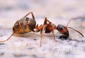 自然界中的导航仪：蚂蚁身上自带导航系统