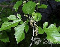 为何椿树会被称为“百树之王”?传说是怎样的