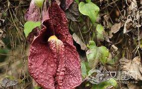 揭秘世界上最丑的花:不仅丑陋还奇臭无比
