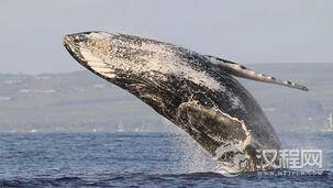 世上潜水最深的动物:海中霸王抹香鲸