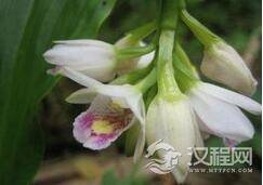 珍稀兰科植物地宝兰为什么会如此稀有?