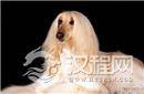 揭秘世界上智商最低的狗品种:阿富汗猎犬