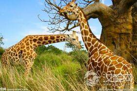 长颈鹿的脖子为什么会越来越长？目的是什么