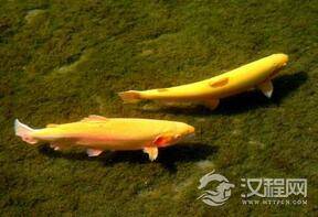 “沙漠鱼”为什么这种鱼能在极端沙漠中存活?