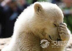 揭秘熊在冬眠时候需要刻意起床上大号吗?