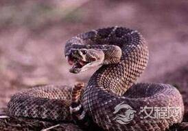 响尾蛇这么牛逼：即使死了竟还是能咬人?