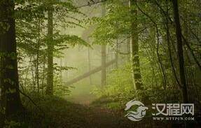 你知道吗?原来不能移动的树也是会睡觉的