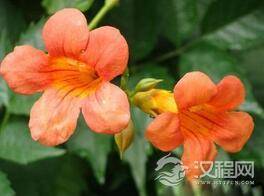 鲜为人知的植物特异功能 你都知道几个?