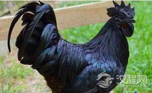 鸡中的兰博基尼：一只售价2500美元