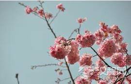 日韩争樱花起源地引围观 中国樱协称双方无资格