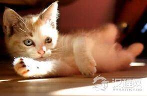 从捕鼠能手到宠物：猫是如何征服古代世界的?