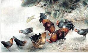 最老鸡骨头被发现：中国是现代家鸡发源地