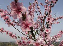 “桃李满天下”这个成语究竟是从什么地方得来的