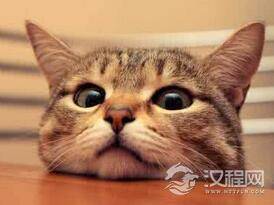 猫的胡子有何作用：没有胡子就不会捉老鼠了吗