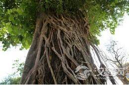 惊悚的入葬模式：早夭婴儿要埋葬在树里！