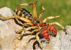 揭秘巨骆驼蜘蛛来外星吗?是外星物种吗?