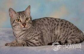 为何猫在埃及神话中的地位会这么高?