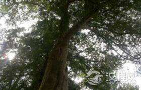 古树变性？“福廷欧紫杉”开始“变性”