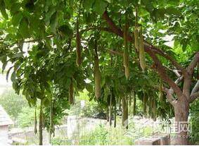 古代没有洗发液要清理头发是用什么东西