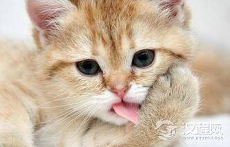 难道是太无聊：喵星人为什么喜欢摇尾巴?