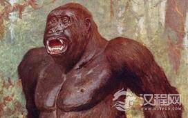 远古巨猿灭绝之谜被揭示!竟是被活活饿死