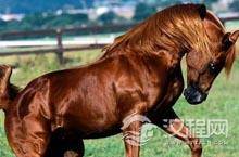 盘点古代名马：“赤兔”本意指红色的老虎