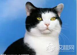 为什么黑白猫毛色能呈现黑白两种颜色呢?