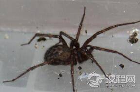 这些蜘蛛生活在约四千米高空中胆子却小