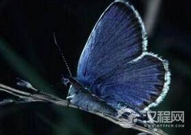 自然界动物的神奇功能：海豚可以做到不睡觉