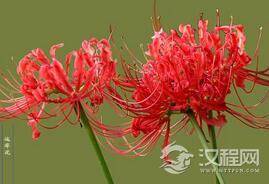 古墓至宝：彼岸花背后隐藏着什么样的故事？