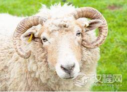 代人受过的替罪羊这个词究竟是什么产生的