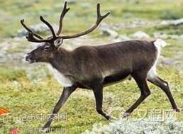 圣诞老人的噩梦:三百头驯鹿同时雷劈死亡