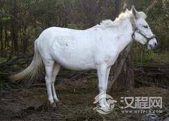 西游记里白龙马很早入门为什么不是二师兄