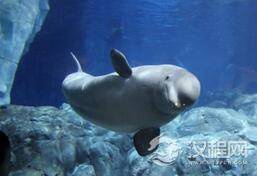 幼鲸一般都是白鲸但一岁之后为什么会变黑?
