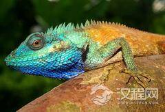 雌性蜥蜴交配很挑剔：通过闻香识别优劣