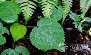 世界公认的毒树之一——金皮树是什么